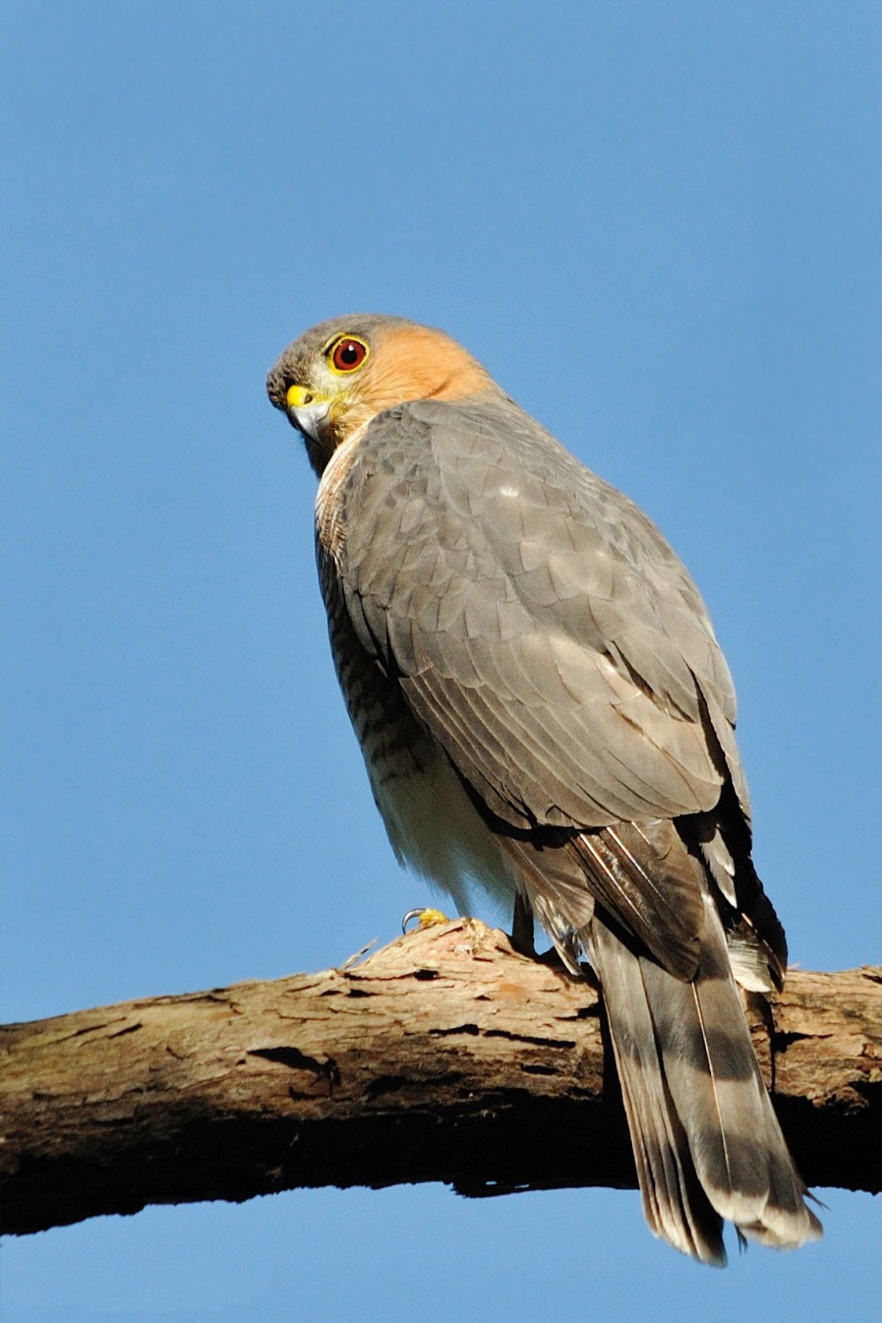 Sharp-shinned Hawk looking over shoulder by Mike Morel/